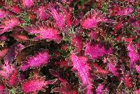 Wildfire™ Coleus Smoky Rose -- From Plant Source International, Spring Trials 2016 at Speedling:  Wildfire Coleus 'Smoky Rose' featuring a low-spreading habit of dark leaves with hot-pink centers.  It offers bushy, dense leaves with dramatically-cut leaf margins.  Branches well without pinching.  Height: 8 inches.  Spread: 24 inches.  Part shade to shade.  Zones 10-11.