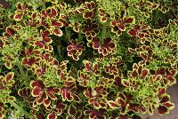 Tidbits™ Coleus Tammy -- New from Plant Source International, Spring Trials 2016 at Speedling: Tidbits Ca small, tight-habit specimen, no PGRs required or recommended.  Crimson leaves with a showy lime edge, upright and spreading.  An excellent replacement for impatiens.  Height: 10 inches.  Spread: 24 inches.  Shade to Part shade.  Zones 10-11.