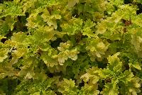 Terra Nova® Coleus Peridot -- New from Plant Source International, Spring Trials 2016 at Speedling: Terra Nova® Coleus 'Peridot' featuring lettuce-like lime-green foliage with occasional areas of red to brown.  Almost looks ready to eat....but don't.
