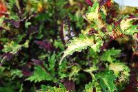 Globetrotters™ Coleus Taylor -- From Plant Source International, Spring Trials 2016 at Speedling:, the Globetrotter™ Series of Coleus, featuring 'Taylor', a dense habit specimen with unusual light yellow, to lime green, to burgundy jagged-edged leaves on sturdy maroon-red stems.  Height: 10 inches.  Spread: 24 inches.  Shade to Part shade.  Zones 10-11.