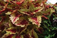 Color Clouds™ Coleus Honey Pie -- From Plant Source International, Spring Trials 2016 at Speedling:, Color Clouds™ Coleus 'Honey Pie', a dense habit specimen with cream-yellow, to light lime green leaves with maroon-red centers and veins.  Height: 10 inches.  Spread: 24 inches.  Shade to Part shade.  Zones 10-11.