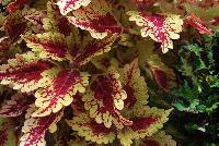 Color Clouds™ Coleus Honey Pie -- From Plant Source International, Spring Trials 2016 at Speedling:, Color Clouds™ Coleus 'Honey Pie', a dense habit specimen with cream-yellow, to light lime green leaves with maroon-red centers and veins.  Height: 10 inches.  Spread: 24 inches.  Shade to Part shade.  Zones 10-11.