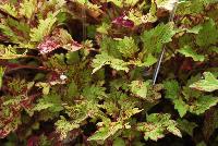 Color Clouds™ Coleus Honeybear -- From Plant Source International, Spring Trials 2016 at Speedling:, Color Clouds™ Coleus  'Honeybear', featuring a trailing habit with short internodes, keeping it compact.  PGRs not required nor recommended.  Medium-sized foliage covered with a rugged honeyed gold and shadowed with cayenne pepper.  An excellent replacement for impatiens.  Self-branching.  Height: 10 inches.  Spread: 30 inches.  Shade to Part shade.  Zones 10-11.