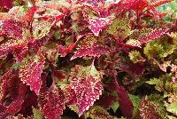 Color Clouds™ Coleus Spicy -- New from Plant Source International, Spring Trials 2016 at Speedling:, Color Clouds™ Coleus  'Spicy', featuring a fine balance of deep ruby-red to pinkish and lime-green foliage equally mottled, with a tendency for the edges and leaf-point to be more red.