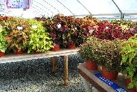  Coleus  -- On display at Plant Source International, Spring Trials 2016 at Speedling: a full compliment of coleus – great specimens by themselves or in combination.