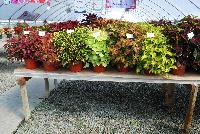  Coleus  -- On display at Plant Source International, Spring Trials 2016 at Speedling: a full compliment of coleus – great specimens by themselves or in combination.