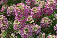  Lobularia Raspberry Stream -- New from Plant Source International, Spring Trials 2016 at Speedling:, lobularia 'Raspberry Stream' featuring masses of pink to raspberry to yellow white flower clusters on hardly noticeable lime-green, vine-like stems.