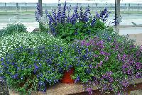  Lobelia  -- On display @ Plant Source International, Spring Trials 2016 at Speedling:, Lobelia with purple, pink and white hues with taller purple salvia in the background.
