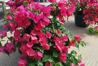 Rijnstar Bougainvillea Pink -- From Vista Farms Spring Trials 2016 @ Speedling: A RijnStar Bougainvillea 'Pink' featuring prolific pink to neon-pink, large, paper-thin flowers with yellow stamen in vines of light green leaves.