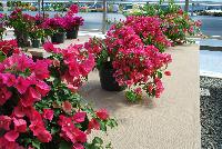 Rijnstar Bougainvillea Pink -- From Vista Farms Spring Trials 2016 @ Speedling: A RijnStar Bougainvillea 'Pink' featuring prolific pink to neon-pink, large, paper-thin flowers with yellow stamen in vines of light green leaves.