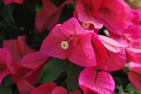 Rijnstar Bougainvillea Pink -- From Vista Farms Spring Trials 2016 @ Speedling: A RijnStar Bougainvillea 'Pink' featuring prolific pink to neon-pink, large, paper-thin flowers with yellow stamen in vines of light green leaves.
