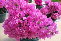 Vera Bougainvillea Pink -- From Vista Farms Spring Trials 2016 @ Speedling: A Vera Bougainvillea 'Pink' featuring abundant pink, paper-thin flowers with white centers in significant masses, sometime making the plant look like one continuous flower.