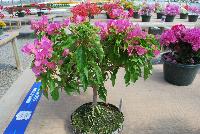 Vera Bougainvillea Pink -- From Vista Farms Spring Trials 2016 @ Speedling: A Vera Bougainvillea 'Pink' featuring abundant pink, paper-thin flowers with white centers in significant masses, sometime making the plant look like one continuous flower.