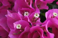 Vera Bougainvillea Pink -- From Vista Farms Spring Trials 2016 @ Speedling: A Vera Bougainvillea 'Pink' featuring abundant pink, paper-thin flowers with white centers in significant masses, sometime making the plant look like one continuous flower.