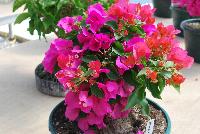 Vera Bougainvillea Lynn -- From Vista Farms Spring Trials 2016 @ Speedling: A Vera Bougainvillea 'Lynn' featuring abundant pink to red-pink-orange, paper-thin flowers with cream centers in significant masses, sometime making the plant look like one continuous flower, on top of green leaves.