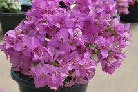 Rijnstar Bougainvillea Lila -- New from Vista Farms Spring Trials 2016 @ Speedling: A RijnStar Bougainvillea 'Lila' featuring prolific, dense, light-purple to purple-pink three-petal, large, paper-thin flowers with cream-white center in vines/trees of light green leaves.