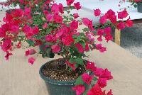  Bougainvillea  -- From Vista Farms Spring Trials 2016 @ Speedling: A  display of the varied Bougainvillea available.