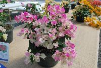  Bougainvillea  -- From Vista Farms Spring Trials 2016 @ Speedling: A  display of the varied Bougainvillea available.