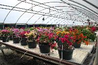   -- On display at Vista Farms Spring Trials 2016 @ Speedling: a sea of colorful bougainvillea from the industry leader in this great product.