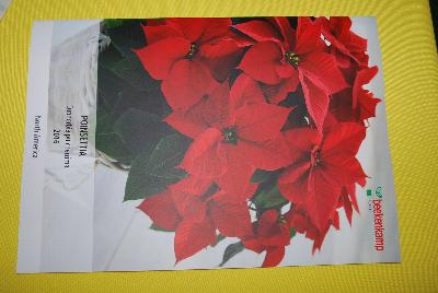 From Danziger “Dan” Flower Farm Spring Trials 2016 featuring a new relationship with Beekenkamp to offer their poinsettia genetics to the North American marketplace.