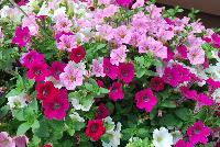 Mixis® COMBO Cotton Candy Delight -- From Danziger “Dan” Flower Farm Spring Trials 2016 a Mixis® combination 'Cotton Candy Delight' featuring three petunias in a delightful, tasty combination of white, to pink to rose.