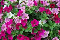 Mixis® COMBO Cotton Candy Delight -- From Danziger “Dan” Flower Farm Spring Trials 2016 a Mixis® combination 'Cotton Candy Delight' featuring three petunias in a delightful, tasty combination of white, to pink to rose.