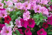 Mixis® COMBO Cotton Candy Delight -- From Danziger “Dan” Flower Farm Spring Trials 2016 a Mixis® combination 'Cotton Candy Delight' featuring three petunias in a delightful, tasty combination of white, to pink to rose.