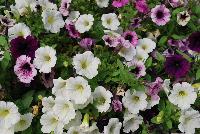 Mixis® COMBO Raspberry Swirl -- From Danziger “Dan” Flower Farm Spring Trials 2016 a Mixis® combination 'Raspberry Swirl' featuring white and pink with burgundy veined petunias in a bold combination.