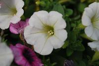 Mixis® COMBO Raspberry Swirl -- From Danziger “Dan” Flower Farm Spring Trials 2016 a Mixis® combination 'Raspberry Swirl' featuring white and pink with burgundy veined petunias in a bold combination.