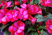 Harmony® Impatiens new guinea Pitaya Cream -- New from Danziger “Dan” Flower Farm Spring Trials 2016: Harmony® New Guinea Impatiens 'Pitaya Cream' featuring dark green, glossy, pointed leaves in contrast to prolific, red flowers with bright- to neon-pink undertones throughout the flowers.