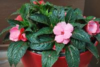 Harmony® Impatiens new guinea Salmon Fringe -- New from Danziger “Dan” Flower Farm Spring Trials 2016: Harmony® New Guinea Impatiens 'Salmon Fringe' featuring dark green, semi-glossy, pointed leaves in contrast to an abundance of true-salmon flowers with dark-pink to red-pink edges.