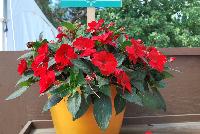 Sun Harmony™ Impatiens Red -- New from Danziger “Dan” Flower Farm Spring Trials 2016: Sun Harmony™ Impatiens 'Red' featuring dark green, semi-glossy, serrated-edge, pointed leaves in contrast to an abundance of true-red flowers in a mounded habit.
