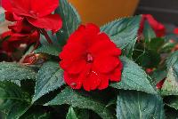 Sun Harmony™ Impatiens Red -- New from Danziger “Dan” Flower Farm Spring Trials 2016: Sun Harmony™ Impatiens 'Red' featuring dark green, semi-glossy, serrated-edge, pointed leaves in contrast to an abundance of true-red flowers in a mounded habit.