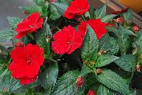 Sun Harmony™ Impatiens Red -- New from Danziger “Dan” Flower Farm Spring Trials 2016: Sun Harmony™ Impatiens 'Red' featuring dark green, semi-glossy, serrated-edge, pointed leaves in contrast to an abundance of true-red flowers in a mounded habit.