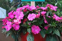 Sun Harmony™ Impatiens Vivid Pink -- New from Danziger “Dan” Flower Farm Spring Trials 2016: Sun Harmony™ Impatiens 'Vivid Pink' featuring dark green, semi-glossy, serrated-edge, pointed leaves in contrast to an abundance of large, bright-pink flowers in a mounded habit.