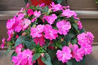 Sun Harmony™ Impatiens Vivid Pink -- New from Danziger “Dan” Flower Farm Spring Trials 2016: Sun Harmony™ Impatiens 'Vivid Pink' featuring dark green, semi-glossy, serrated-edge, pointed leaves in contrast to an abundance of large, bright-pink flowers in a mounded habit.