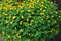  Mecardonia Garden Freckles™ -- New from Danziger “Dan” Flower Farm Spring Trials 2016: Mecardonia 'Garden Freckles™' featuring masses of bright yellow small flowers on top of a mounding canopy of light-green leaves.