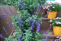  Salvia Magic Wand™ -- New from Danziger “Dan” Flower Farm Spring Trials 2016: Salvia 'Magic Wand™' featuring tall spires of medium- to dark-violet flower clusters on long, sturdy stems with ruffled green leaves.