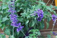  Salvia Magic Wand™ -- New from Danziger “Dan” Flower Farm Spring Trials 2016: Salvia 'Magic Wand™' featuring tall spires of medium- to dark-violet flower clusters on long, sturdy stems with ruffled green leaves.