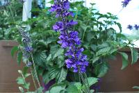  Salvia Magic Wand™ -- New from Danziger “Dan” Flower Farm Spring Trials 2016: Salvia 'Magic Wand™' featuring tall spires of medium- to dark-violet flower clusters on long, sturdy stems with ruffled green leaves.