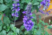  Salvia Magic Wand™ -- New from Danziger “Dan” Flower Farm Spring Trials 2016: Salvia 'Magic Wand™' featuring tall spires of medium- to dark-violet flower clusters on long, sturdy stems with ruffled green leaves.