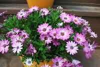 Osticade™ Osteospermum Vintage Pink -- New from Danziger “Dan” Flower Farm Spring Trials 2016: Osticade™ Osteospermum 'Vintage Pink' featuring masses of prominent daisy-like flowers of bright, light- to medium-pink with white inner centers and yellow centers on a mounding habit of medium-green leaves.