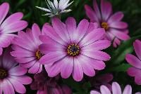 Osticade™ Osteospermum Vintage Pink -- New from Danziger “Dan” Flower Farm Spring Trials 2016: Osticade™ Osteospermum 'Vintage Pink' featuring masses of prominent daisy-like flowers of bright, light- to medium-pink with white inner centers and yellow centers on a mounding habit of medium-green leaves.