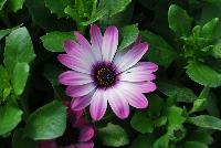 Ostica™ Osteospermum Pink Blush -- New from Danziger “Dan” Flower Farm Spring Trials 2016: Ostica™ Osteospermum 'Pink Blush' featuring masses of prominent daisy-like flowers of bright, light- to medium-pink with light inner centers and dark-purple to yellow centers on a mounding habit of medium-green leaves.