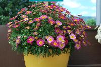 Angelic™ Argyranthemum Ruby -- New from Danziger “Dan” Flower Farm Spring Trials 2016: Angelic™ Argyranthemum 'Ruby' featuring masses of daisy-like flowers of  rich light to dark pink with a narrow white circle surrounding the yellow centers on a mounding habit of medium-green leaves.