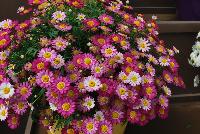 Angelic™ Argyranthemum Ruby -- New from Danziger “Dan” Flower Farm Spring Trials 2016: Angelic™ Argyranthemum 'Ruby' featuring masses of daisy-like flowers of  rich light to dark pink with a narrow white circle surrounding the yellow centers on a mounding habit of medium-green leaves.