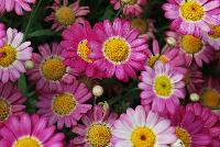 Angelic™ Argyranthemum Ruby -- New from Danziger “Dan” Flower Farm Spring Trials 2016: Angelic™ Argyranthemum 'Ruby' featuring masses of daisy-like flowers of  rich light to dark pink with a narrow white circle surrounding the yellow centers on a mounding habit of medium-green leaves.