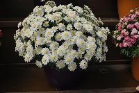 Angelic™ Argyranthemum Snow -- New from Danziger “Dan” Flower Farm Spring Trials 2016: Angelic™ Argyranthemum 'Snow' featuring abundant masses of true-white daisy-like flowers with light cream-yellow centers on a mounding habit of medium-green leaves.