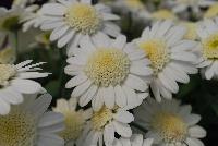 Angelic™ Argyranthemum Snow -- New from Danziger “Dan” Flower Farm Spring Trials 2016: Angelic™ Argyranthemum 'Snow' featuring abundant masses of true-white daisy-like flowers with light cream-yellow centers on a mounding habit of medium-green leaves.