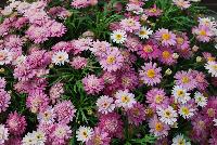 Angelic™ Argyranthemum Candy Pink -- New from Danziger “Dan” Flower Farm Spring Trials 2016: Angelic™ Argyranthemum 'Candy Pink' featuring abundant masses of light to medium to antique pink daisy-like flowers with light cream-yellow centers on a mounding habit of medium-green leaves.